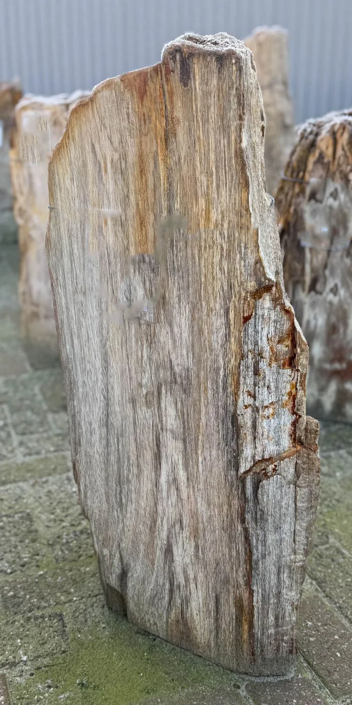 Versteend hout deels gepolijst