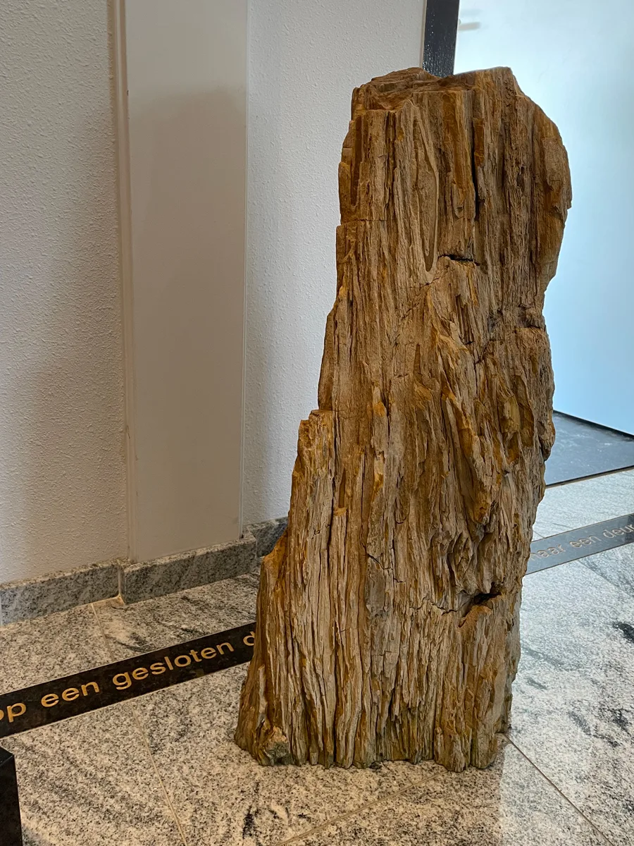 versteend hout rondom ruw